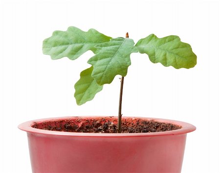 young plant isolated on the white background. Stock Photo - Budget Royalty-Free & Subscription, Code: 400-06071203