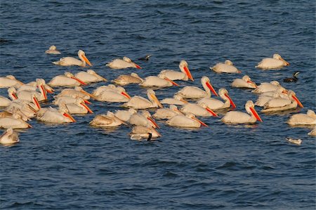 simsearch:400-08861264,k - A flock of Dalmatian Pelicans (Pelecanus crispus) on the surface of lake Kerkini, northern Greece Photographie de stock - Aubaine LD & Abonnement, Code: 400-06071228