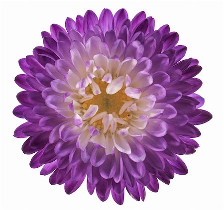 daisy cutout - Studio Shot of Violet and Indigo Colored China Aster Isolated on White Background. Large Depth of Field (DOF). Macro. Stock Photo - Budget Royalty-Free & Subscription, Code: 400-06071234
