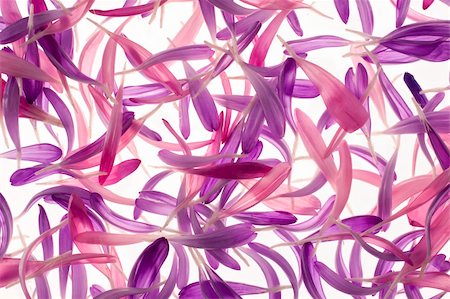 Studio Shot of Pink and Violet Colored China Aster Petals Background. Macro. Symbol of Jealosy. Stockbilder - Microstock & Abonnement, Bildnummer: 400-06071235