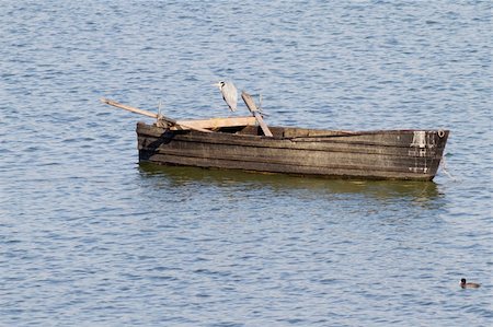 simsearch:400-08861264,k - A Grey Heron (Ardea cinerea) sitting on an old boat in lake Kerkini, northern Greece Photographie de stock - Aubaine LD & Abonnement, Code: 400-06071230