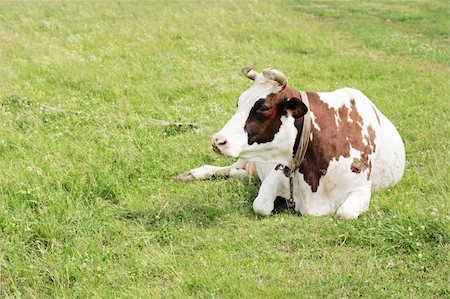 dairy cow head - white and brown cow lying on the green meadow Stock Photo - Budget Royalty-Free & Subscription, Code: 400-06071274