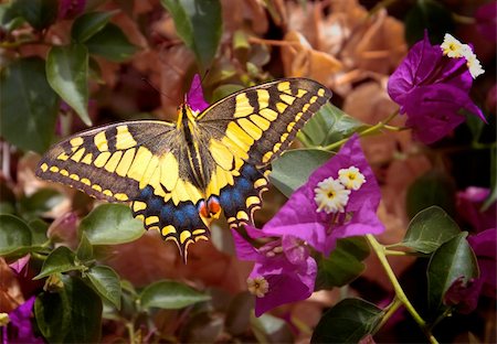 falena - Yellow Butterfly in a flower background Fotografie stock - Microstock e Abbonamento, Codice: 400-06071479