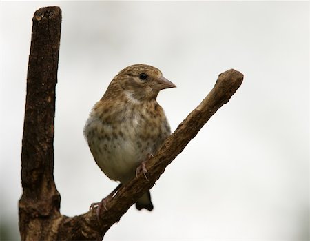 fleck - Portrait of a young Goldfinch Stock Photo - Budget Royalty-Free & Subscription, Code: 400-06071579