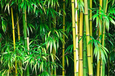 fotosintesi - A thick green bamboo forest. Fotografie stock - Microstock e Abbonamento, Codice: 400-06071715