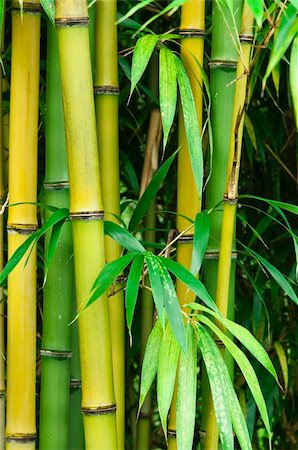 fotosintesi - Close up of a vibrant green bamboo forest. Fotografie stock - Microstock e Abbonamento, Codice: 400-06071716