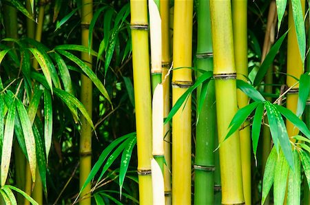 Close up of a vibrant green bamboo forest. Stock Photo - Budget Royalty-Free & Subscription, Code: 400-06071717