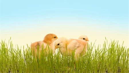 simsearch:400-06692271,k - Three spring chicken in the fresh green grass Stock Photo - Budget Royalty-Free & Subscription, Code: 400-06071718