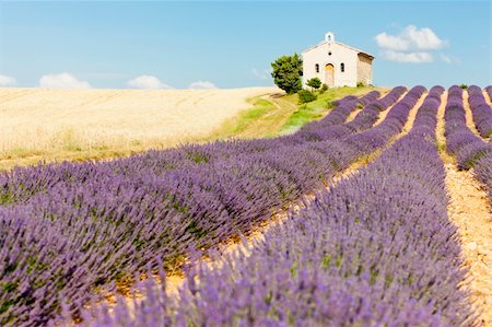 chapel with lavender and grain fields, Plateau de Valensole, Provence, France Foto de stock - Super Valor sin royalties y Suscripción, Código: 400-06071834