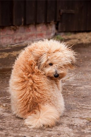 Cute fluffy little bichon frise cross sitting & providing a view of his back with his head turned Photographie de stock - Aubaine LD & Abonnement, Code: 400-06071935