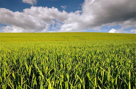 simsearch:400-06760836,k - Corn fields one day with nice clouds Photographie de stock - Aubaine LD & Abonnement, Code: 400-06072204