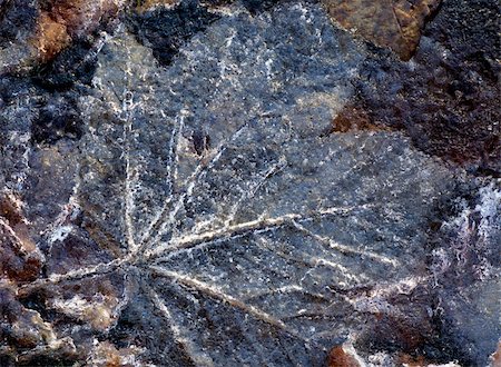 simsearch:400-03947729,k - traces of leaf in the ice Photographie de stock - Aubaine LD & Abonnement, Code: 400-06072379