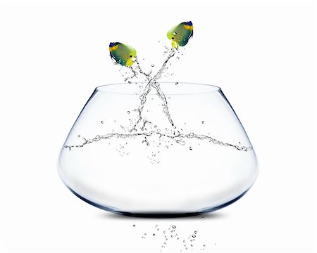 poisson-ange - angelfish jumping and doing Acrobatic show Photographie de stock - Aubaine LD & Abonnement, Code: 400-06072619