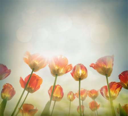 summer light abstract - Easter Spring background with beautiful  yellow tulips in late afternoon sunset. Stock Photo - Budget Royalty-Free & Subscription, Code: 400-06072746
