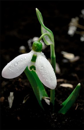 perce-neige - Close up of a snowdrop  bloom Photographie de stock - Aubaine LD & Abonnement, Code: 400-06072765