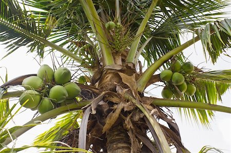 simsearch:400-05382337,k - Close up  coconut with a bunch on tree Stock Photo - Budget Royalty-Free & Subscription, Code: 400-06072986