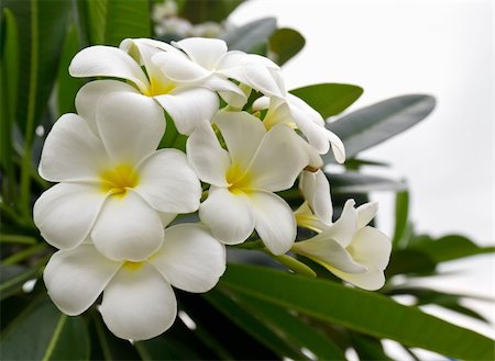 plumeria - Beautiful white flower in thailand, Lan thom flower Photographie de stock - Aubaine LD & Abonnement, Code: 400-06072996
