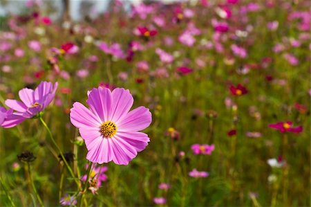 Pink Cosmos flowers in garden Photographie de stock - Aubaine LD & Abonnement, Code: 400-06073002