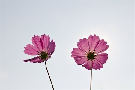 Pink Cosmos flowers on white sky background Photographie de stock - Aubaine LD & Abonnement, Code: 400-06073003