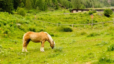 A brown horse in a pasture in the Italian Alps Foto de stock - Super Valor sin royalties y Suscripción, Código: 400-06073106