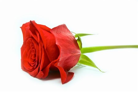 single red rose bud - young red rose isolated on white Stock Photo - Budget Royalty-Free & Subscription, Code: 400-06073158