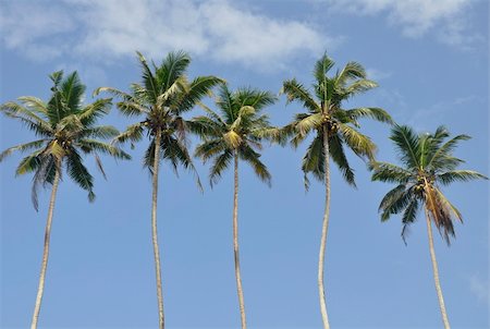 simsearch:400-06073565,k - Palm trees at the coast on a clear sunny day Foto de stock - Super Valor sin royalties y Suscripción, Código: 400-06073302