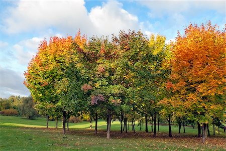 simsearch:400-07036352,k - Trees at autumn colors in park Stockbilder - Microstock & Abonnement, Bildnummer: 400-06073470