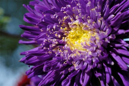 simsearch:400-05245245,k - Closeup of Chrysanthemum flower Foto de stock - Super Valor sin royalties y Suscripción, Código: 400-06073472