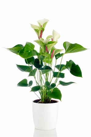 Beautiful Anthedesia anthurium with white, green and red flowers in white flowerpot on white background. Stock Photo - Budget Royalty-Free & Subscription, Code: 400-06073503