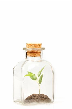 potted - small green plantation in transparent glass bottle on white background Foto de stock - Super Valor sin royalties y Suscripción, Código: 400-06073615