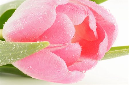 simsearch:400-08011307,k - Bud of Spring pink tulip close up isolated on white background Stock Photo - Budget Royalty-Free & Subscription, Code: 400-06073647