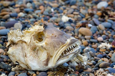 sad fish - Skeleton of the head big fish is on the rock beach. Stock Photo - Budget Royalty-Free & Subscription, Code: 400-06073702