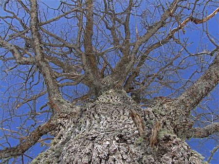 simsearch:400-06199703,k - trunk of old oak tree naked branches in sky without leaf Foto de stock - Super Valor sin royalties y Suscripción, Código: 400-06084017