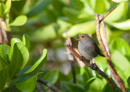 A female Lesser Antillean Bullfinch eats a seed while perched on a branch on the island of Antigua. Foto de stock - Super Valor sin royalties y Suscripción, Código: 400-06084067