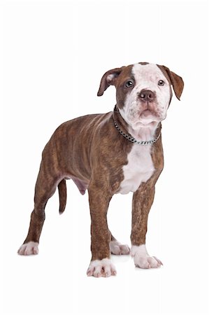 American Bulldog in front of a white background Stock Photo - Budget Royalty-Free & Subscription, Code: 400-06084095