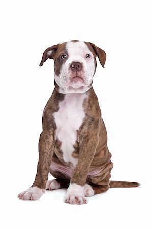 simsearch:400-07819100,k - American Bulldog in front of a white background Photographie de stock - Aubaine LD & Abonnement, Code: 400-06084096