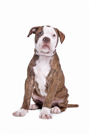 simsearch:400-07819100,k - American Bulldog in front of a white background Photographie de stock - Aubaine LD & Abonnement, Code: 400-06084097