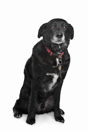 simsearch:400-08318823,k - mixed breed dog in front of a white background Foto de stock - Royalty-Free Super Valor e Assinatura, Número: 400-06084108