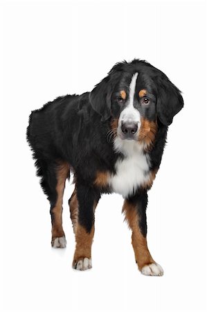 simsearch:400-05739783,k - Bernese Mountain Dog in front of a white background Photographie de stock - Aubaine LD & Abonnement, Code: 400-06084100