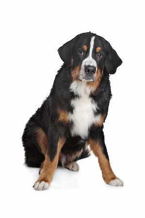 simsearch:400-05739783,k - Bernese Mountain Dog in front of a white background Photographie de stock - Aubaine LD & Abonnement, Code: 400-06084101