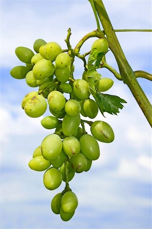 simsearch:400-05344250,k - Unripe cluster of white grapes hanging on a branch against the sky with clouds Foto de stock - Super Valor sin royalties y Suscripción, Código: 400-06084114