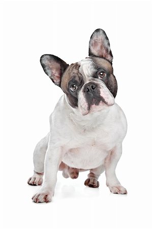 simsearch:693-03304965,k - French Bulldog in front of a white background Photographie de stock - Aubaine LD & Abonnement, Code: 400-06084111