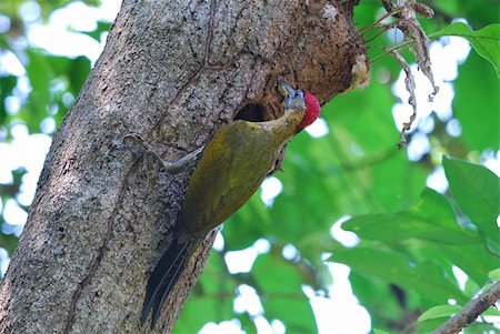 beautiful male laced woodpecker near his house Stock Photo - Budget Royalty-Free & Subscription, Code: 400-06084129