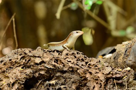 simsearch:400-04914866,k - beautiful common asian sun skink Stock Photo - Budget Royalty-Free & Subscription, Code: 400-06084174