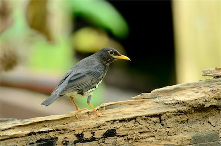 beautiful japanese thrush (Turdus cardis) Fotografie stock - Microstock e Abbonamento, Codice: 400-06084175