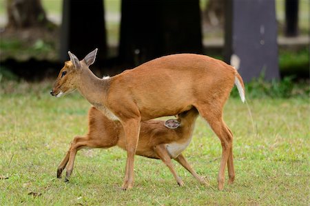 simsearch:400-06886864,k - beautiful female red muntjack (Muntiacus muntjack) with her baby Stockbilder - Microstock & Abonnement, Bildnummer: 400-06084179