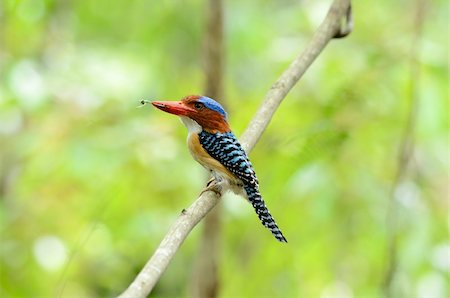 ration - beautiful male banded kingfisher (Lacedo pulchella) Stock Photo - Budget Royalty-Free & Subscription, Code: 400-06084183