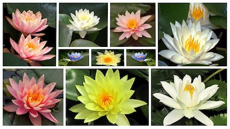 simsearch:622-02757796,k - a collage of flowers of water lilie Stock Photo - Budget Royalty-Free & Subscription, Code: 400-06084405