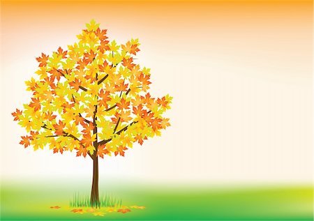 Vector illustration of autumn maple Stock Photo - Budget Royalty-Free & Subscription, Code: 400-06084543