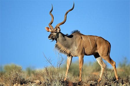 Big male kudu antelope (Tragelaphus strepsiceros) against a blue sky, Kalahari desert, South Africa Photographie de stock - Aubaine LD & Abonnement, Code: 400-06084644